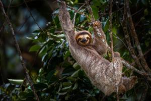 a sloth hanging from a tree in the rainforest at Auralta Rio Celeste I Elohi Collection in Rio Celeste +1 photo