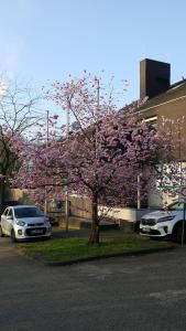 a flowering tree in front of a building with two cars at RTB-Hotel - Sportschule in Bergisch Gladbach
