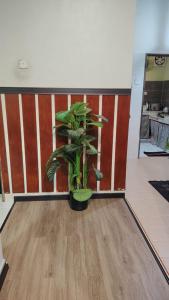a plant sitting on the floor in a room at MQ Homestay in Temerloh +2 photos