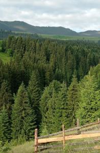an aerial view of a forest of trees at Forest Residens in Krasnik