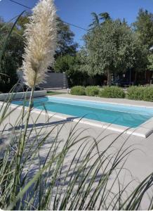 a blue swimming pool with a plant next to it at HH Antona with Private Pool in Puljane