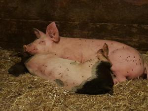 two pigs laying in hay in a barn at Bamerhof in Mittersill