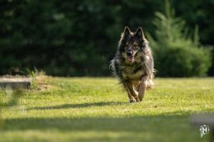a dog running in the grass in a field at Majcia in Jelenia Góra