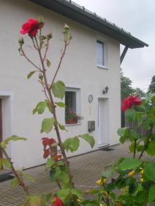 Vonkajšia záhrada v ubytovaní Casa Andelka