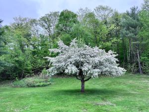 a tree with white flowers on it in a field at Cozy Retreat with Private Backyard Oasis in Livermore Falls