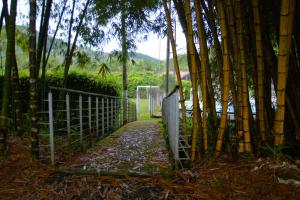 a fence next to a path with bamboo trees at Palmeras 2 palestina caldas in Manizales
