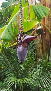 a purple flower hanging from a banana tree at Le Figuier du Lac Bin elouidane in Bine el Ouidane
