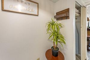 a plant sitting on a table in a room at Amazing View Ocean Front Studio Nicely Decorated in Myrtle Beach +41 photos