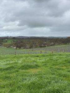 a field of green grass with a fence at Annabelle's Cottage in Clare