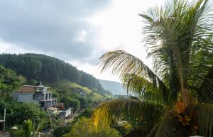 a palm tree in front of a mountain at HillCrest Hotel in Kandy