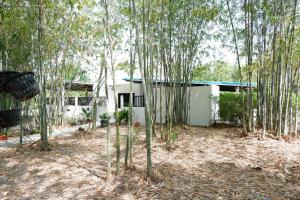 a group of bamboo trees in front of a house at Pran Botanica Private Pool Villa in Ban Rom Pho