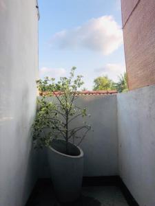 a plant in a pot sitting on a wall at Dimora Hideout in Homagama