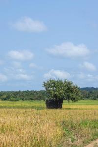 a tree in the middle of a field at Mango Liyadda Villa in Dambulla