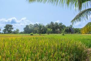 a field of rice with a palm tree at Mango Liyadda Villa in Dambulla
