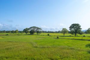 a field of green grass with trees in the background at Mango Liyadda Villa in Dambulla