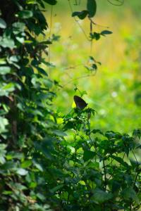 a butterfly sitting on top of a plant at Mango Liyadda Villa in Dambulla