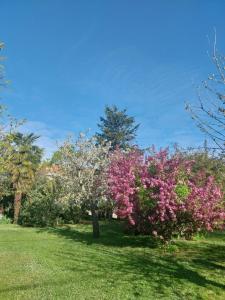 a flowering tree with pink flowers in a field at chambre d'hotes studio des tourterelles in Champniers +8 photos