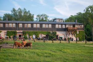 two cows grazing in a field in front of a building at Pension Schmelzer in Kägsdorf