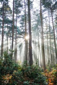 a forest with the sun shining through the trees at Sunset Cottage in Hunstanton