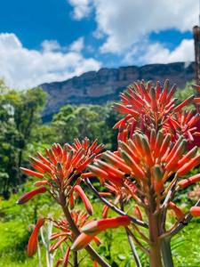 two red flowers with mountains in the background at Casa Morro Branco in Palmeiras