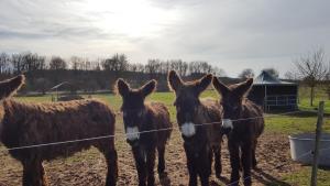 four brown horses standing next to a fence at Camping le Lizot - Mobil home 3 pièces 4/6 personnes + TV MAE-8684 in Saint-Mandé-sur-Brédoire