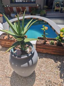 a plant in a white pot next to a pool at 36 Mount Road Guesthouse and Self Catering in Port Elizabeth