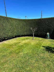 a small tree in the middle of a grass field at La Villa Allariz in Allariz +47 photos