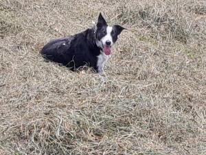 a black and white dog sitting in a field of hay at Bamerhof in Mittersill