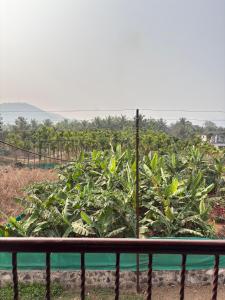 a view of a field of banana plants at BlueSea Villa Kashid beach in Kashid