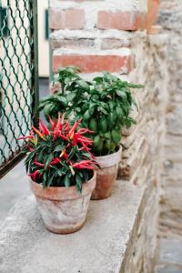 two potted plants sitting on a ledge next to a wall at historical townhome in Poppi in Poppi +16 photos