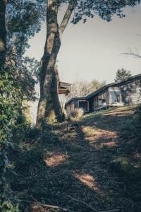 a tree on a hill next to a house at Meular Room One in Castro +12 photos