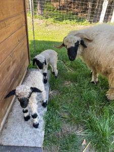 two lambs standing in the grass next to a fence at Farma Mlýn Drásov in Drásov