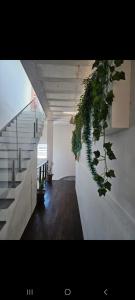 a hallway with stairs and plants on the wall at Casa Valhalla Pipa in Pipa