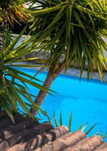 a close up of a palm tree next to a pool at Apartment Sofia in Kožino