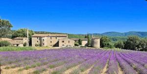 a field of purple flowers in front of a building at Charmant studio à Viens in Viens +2 photos