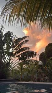 a palm tree in front of a pool with a sunset at 1 Bedroom Apartment on ground floor with access to swimming pool in Rose Hill