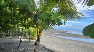 a palm tree on a beach with the ocean at Burica Camping in Puerto Armuelles
