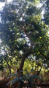 a tree with a trunk and branches with leaves at Burica Camping in Puerto Armuelles