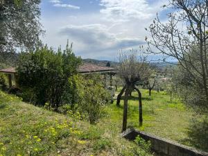 a garden with trees and a house in a field at Villa Cà Bottura agli ulivi in Bardolino +64 photos
