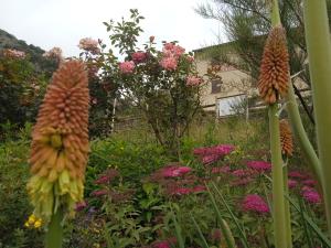 a garden with flowers and a house in the background at La Pommeraie in Casteil