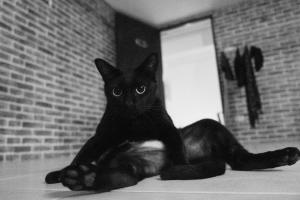 a black cat laying on the floor in a room at KPOP Hostel in Karon Beach +44 photos