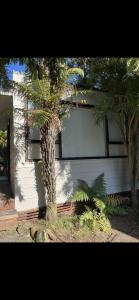 a palm tree in front of a house at Queen Charlotte Bach in Linkwater +4 photos