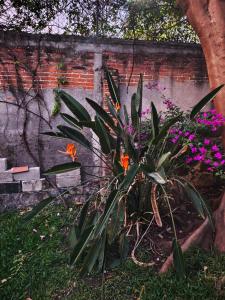 a plant in front of a brick wall with flowers at Bungalow privado con alberca Oaxtepec 14 personas in Oaxtepec