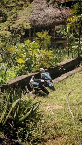 two birds standing on the grass in a garden at Glamping in Malinalco in Malinalco