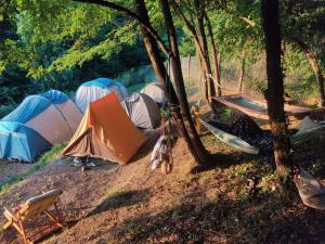 a group of tents in a field with trees at Agricampeggio Boschetto Gioioso in Barbiano +3 photos