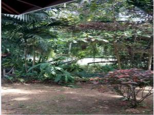 a garden with a bunch of plants and trees at Room With Queen Size Bed in Falmouth +17 photos
