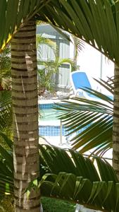 a palm tree in front of a swimming pool at Mooloolaba Beach Beachwalk in Mooloolaba