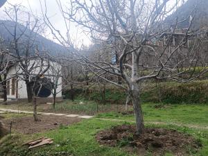 a tree with no leaves on it in a yard at Raahi Roots in Vashisht