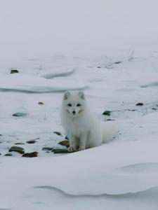 a white dog is standing in the snow at Gjestehuset 102 - your home away from home! in Longyearbyen