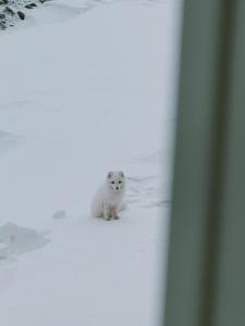 a small white dog sitting on the snow at Gjestehuset 102 - your home away from home! in Longyearbyen